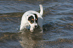 badender Jack Russell Terrier Welpe