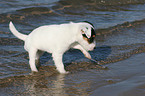 badender Jack Russell Terrier Welpe