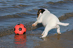 Jack Russell Terrier Welpe mit Ball