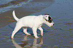 laufender Jack Russell Terrier Welpe