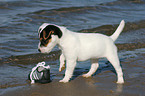 Jack Russell Terrier Welpe