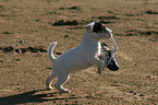 Jack Russell Terrier Welpe spielt mit Schuh