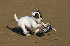 Jack Russell Terrier Welpe spielt mit Schuh