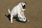 Jack Russell Terrier Welpe spielt mit Schuh