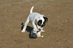 Jack Russell Terrier Welpe spielt mit Schuh