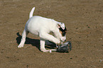 Jack Russell Terrier Welpe spielt mit Schuh