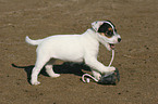 Jack Russell Terrier Welpe spielt mit Schuh