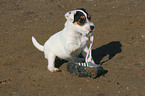 Jack Russell Terrier Welpe spielt mit Schuh