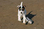 Jack Russell Terrier Welpe spielt mit Schuh