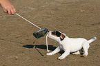 spielender Jack Russell Terrier Welpe