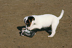 Jack Russell Terrier Welpe spielt mit Schuh