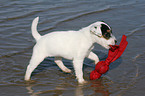 spielender Jack Russell Terrier Welpe