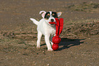 spielender Jack Russell Terrier Welpe