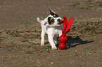 spielender Jack Russell Terrier Welpe