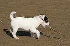 Jack Russell Terrier Welpe spielt mit Stckchen