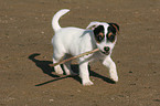 Jack Russell Terrier Welpe spielt mit Stckchen