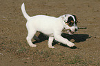 Jack Russell Terrier Welpe spielt mit Stckchen