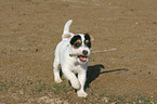 Jack Russell Terrier Welpe spielt mit Stckchen