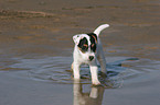 badender Jack Russell Terrier Welpe