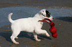 spielender Jack Russell Terrier Welpe