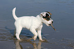 Jack Russell Terrier Welpe spielt mit Stckchen