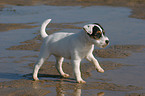 laufender Jack Russell Terrier Welpe
