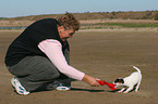 Frau spielt mit Jack Russell Terrier Welpe