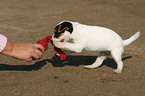 spielender Jack Russell Terrier Welpe