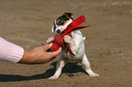 spielender Jack Russell Terrier Welpe