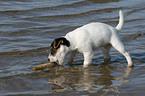 spielender Jack Russell Terrier