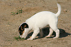 schnuppernder Jack Russell Terrier Welpe