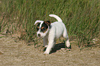 laufender Jack Russell Terrier Welpe