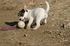 spielender Jack Russell Terrier Welpe