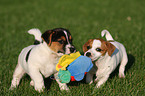 spielende Jack Russell Terrier Welpen