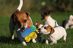 spielende Jack Russell Terrier