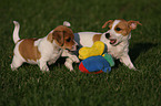 spielende Jack Russell Terrier Welpen