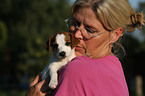 Jack Russell Terrier Welpe