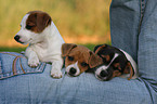 Jack Russell Terrier Welpen