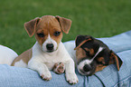 Jack Russell Terrier Welpen