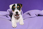 liegender Jack Russell Terrier Welpe