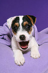 ghnender Jack Russell Terrier Welpe