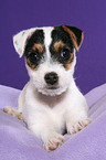 liegender Jack Russell Terrier Welpe