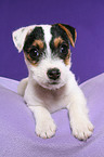 liegender Jack Russell Terrier Welpe