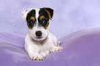 liegender Jack Russell Terrier Welpe