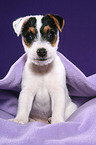 Jack Russell Terrier Welpe unter einer Decke