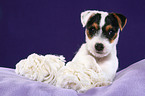 Jack Russell Terrier Welpe mit Spielzeug