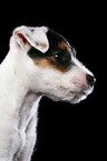 Jack Russell Terrier Welpe Portrait