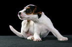 Jack Russell Terrier Welpe kratzt sich