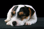 schlafender Jack Russell Terrier Welpe