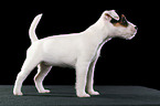 stehender Jack Russell Terrier Welpe